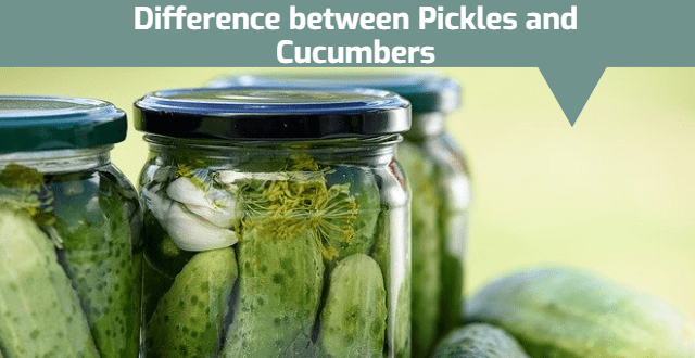 Difference between Pickles and Cucumbers