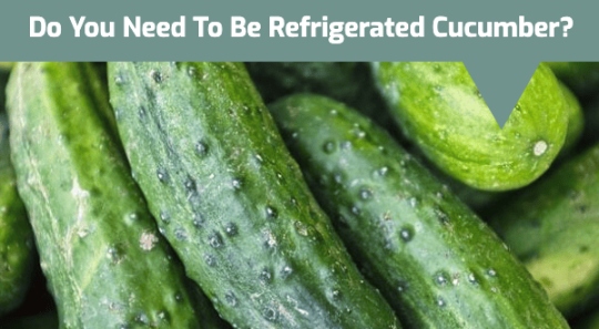 Do You Need to Refrigerate Cucumbers? Does It Go Bad?